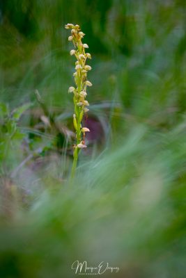 Orchidée homme pendu