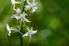 Orchidée Phalanthère