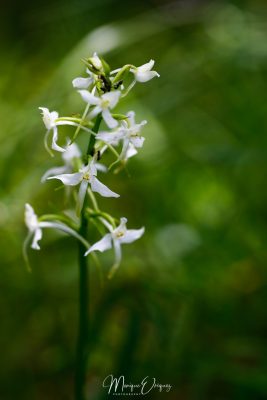 Orchidée Phalanthère