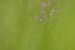 Orchidée