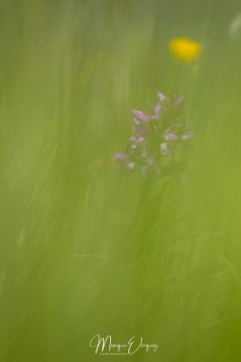 Orchidée floutée