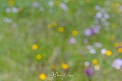 Narcisses