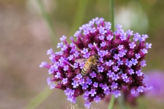 Verbena Buenos Aires