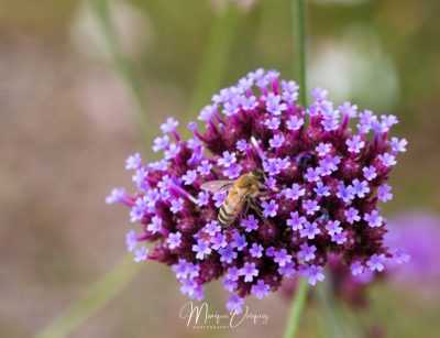 Verbena Buenos Aires