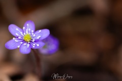 MG_5792