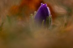 MG_5871
