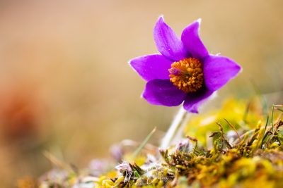 Anémone Pulstatille en fleur