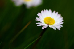 MG_5974
