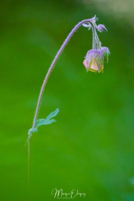 Fritilaire