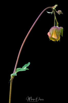 Fritilaire