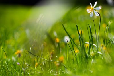 Narcisse