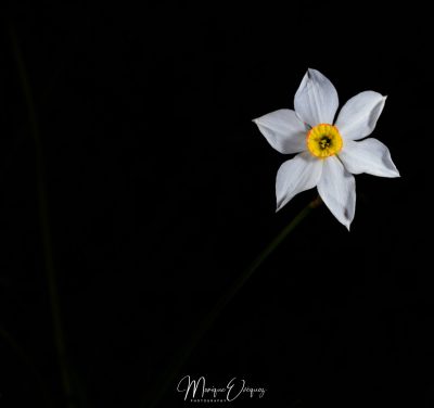 Narcisse