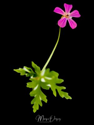 Geranium Robertianum