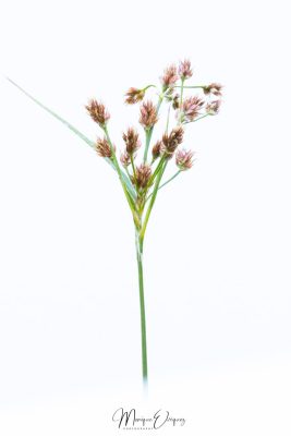 Carex