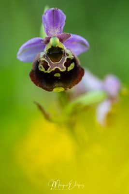 Ophrys