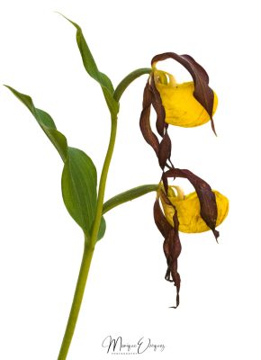 sabot de venus