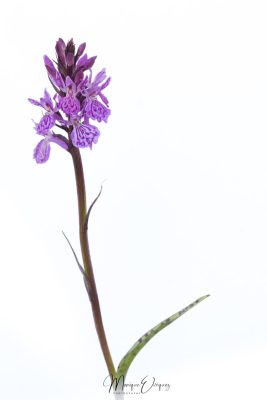 Orchi tachetée