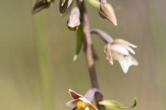 Orchi epipactis