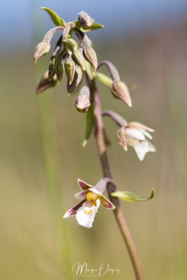 Orchi epipactis