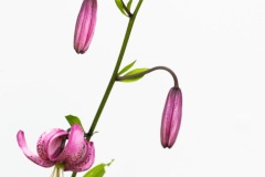 Lys Martagon