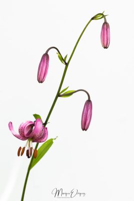 Lys Martagon