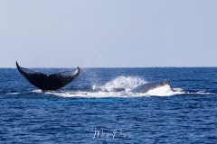 Baleines à bosse