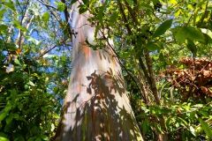 Painted Eucalyptus