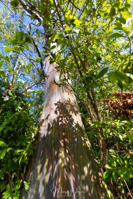 Painted Eucalyptus