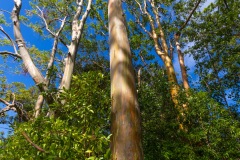 Painted Eucalyptus