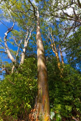 Painted Eucalyptus