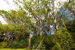 Painted Eucalyptus