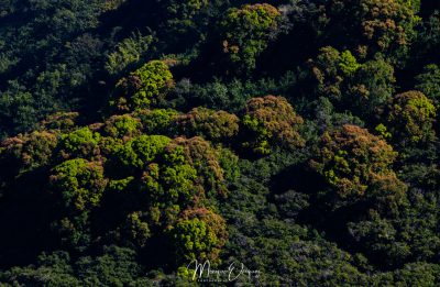 Maui