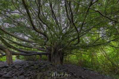 Maui