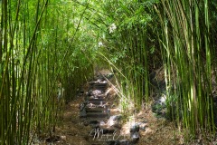 Forêt de bambou
