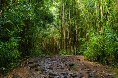 Forêt de bambou