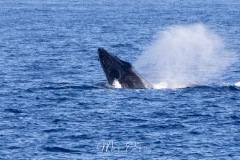 Baleines à bosse