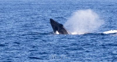 Baleines à bosse