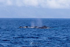 Baleines à bosse