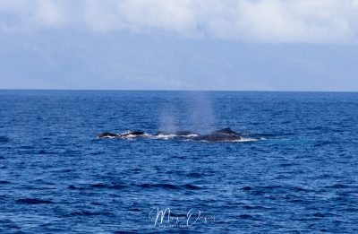 Baleines à bosse