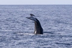 Baleines à bosse