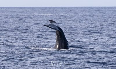 Baleines à bosse