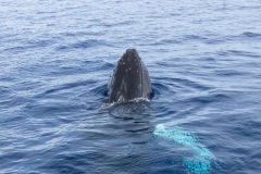 Baleines à bosse