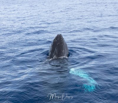 Baleines à bosse
