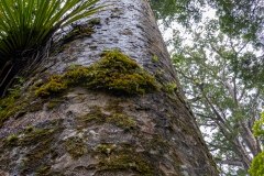 Kauri Forest