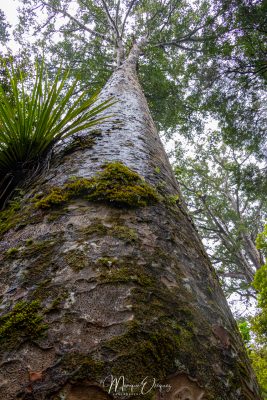 Kauri Forest