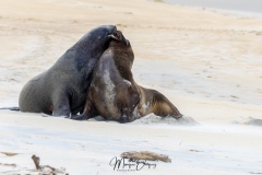 Lion de mer