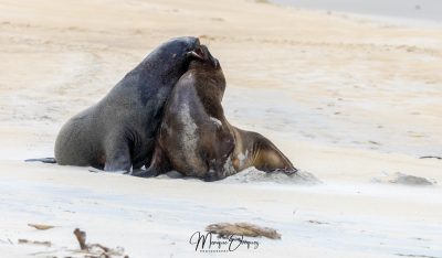 Lion de mer