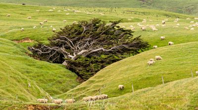 Prairie de moutons