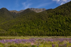 Parc National Fiordland