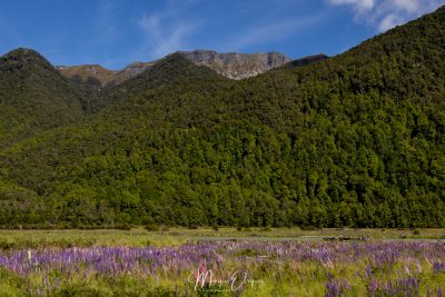 Parc National Fiordland